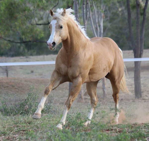 Done N Dusted Quarter Horses